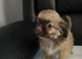 Beautiful imperial shih tzu