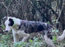 Collie x greyhound stud