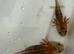 Axolotl