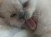 2 male ragdolls
