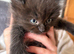 Beautiful colour point kittens
