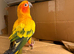 Stunning sun conure parrot for sale