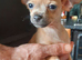 3 beautiful chihuahua puppys
