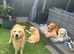 Golden retriever puppies