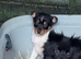 Pom x Jack Russell