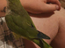Tame quaker for sale