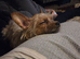 Chorkie