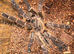 Spiderlings/ Juveniles