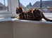 Glitter bengal female