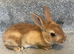 Pure bred mini Rex