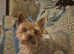 Yorkshire terrier for stud onlypatch