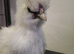 Silkie chick