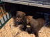 Chocolate, patterdale puppys!