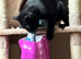 Looking to re home my two female cats