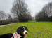 Looking for a Family to Love: Bernese Mountain Dog for Adoption! ️