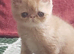 Cream tabby