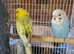 Lovely budgies
