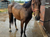 2yr Irish filly