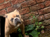 American bully