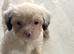 Lhasa apso cross puppies