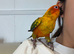 6 months tamed Sun Conure
