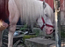 Sweet spotted project mare