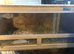 CHINESE PAINTED BUTTON QUAILS & VIVARIUM !