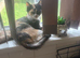 Please can you give these beautiful kittens a home
