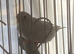 White finches
