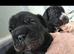Frenchie cross puppies