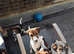 Adorable Chunky puppies