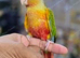 Baby Pineapple conure hand reared available,16
