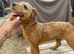 Lakeland terrier
