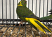 Stunning Various Baby Green Kakarikis