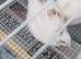 Adult quail for sale