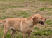 Female Labrador rehoming