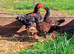Trios Cornish Game LF also called Indian Game Large Fowl