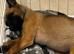 Beautiful female Belgian malinois
