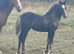 WELSH SECTION D BLACK FILLY FOAL