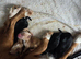 5 Beautiful boy Cocker spaniels
