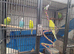 Budgies 4 sale