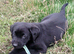 Chunky labrador pups