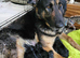 5 months old german shepherd