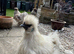 Silkie cockerel needs rehoming