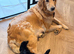 3 Girl Goldendoodle puppies