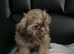 Beautiful imperial shih tzu