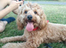 (UNPROVEN) cockapoo male F3 available for stud