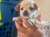 Beautiful smooth hair chihuahua puppies