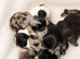 Fluffy French bulldogs