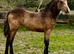 Top Class Golden Dun Connemara Filly